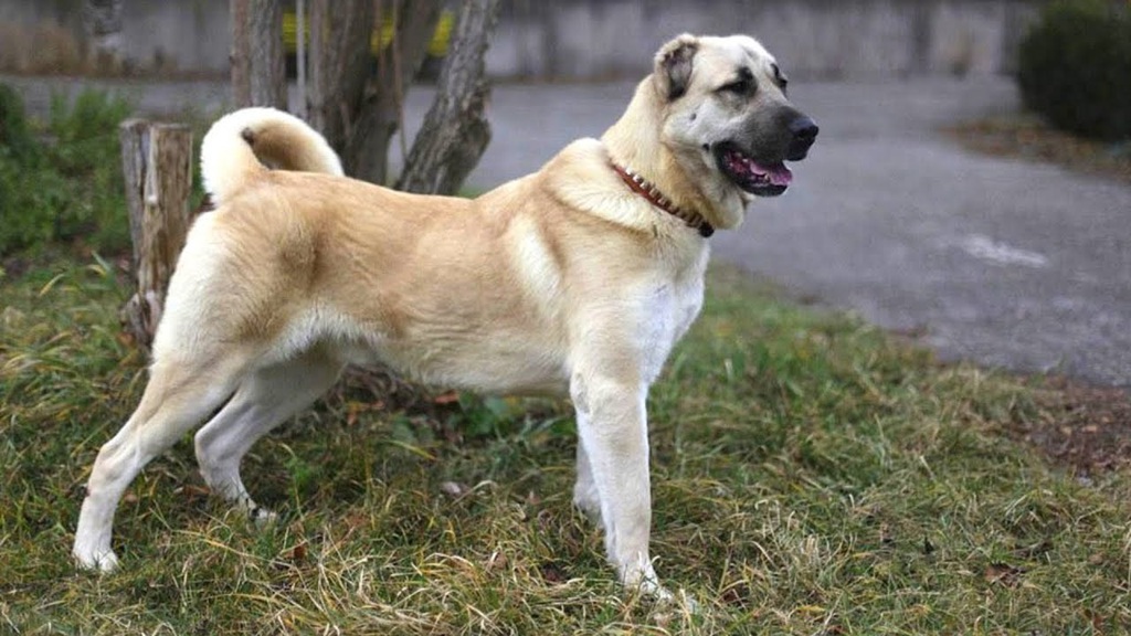 Gampr: o cão guardião da Armênia